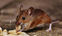 24 Hour & Emergency Exterminators in Dover, DE